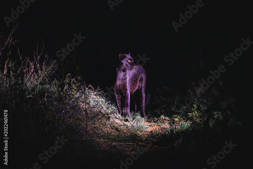 Photography Black leopard stands on grass turning head