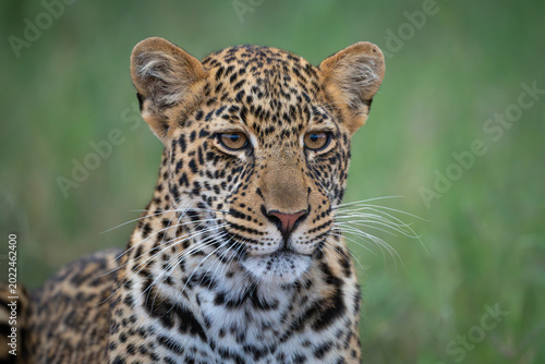 Photography Close-up of leopard cub lies in grass