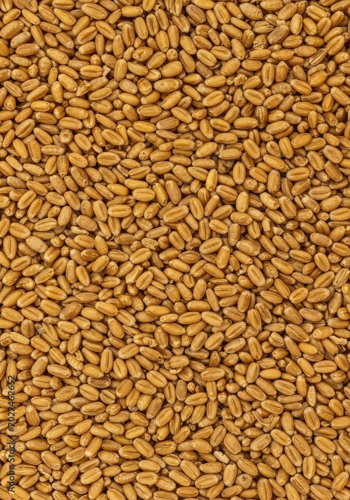 Fototapeta premium Abstract background of many golden wheat kernels spread out flat, creating a textured surface for copy space and design ,backdrop ,wheat ,closeup