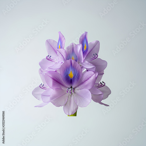 Closeup of a beautiful purple water hyacinth flower in bloom.