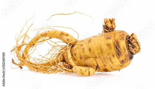 Fresh ginseng root on white background for health.