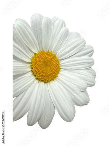 Tableau sur toile daisy