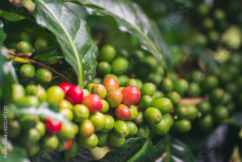 Coffee tree red green bean coffee bean green leaf bush. Red seed coffee bean robusta arabica ripe harvest farm garden. Berry plant fresh seed outdoor agriculture cultivated farmer