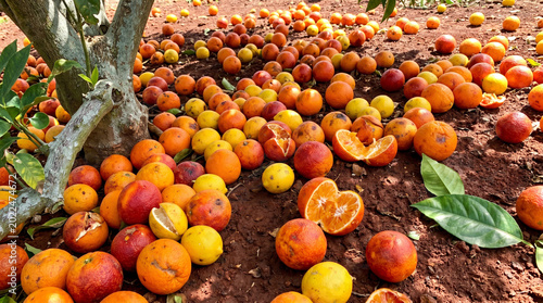 Rotten oranges scattered on the ground under a tree in an outdoor setting naturally