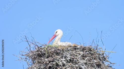 Video of a stork sitting in a nest