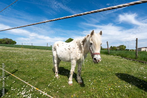 Φωτογραφία Horse