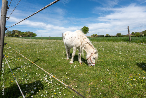Φωτογραφία Horse