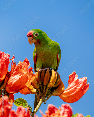 Crimson-fronted parakeet