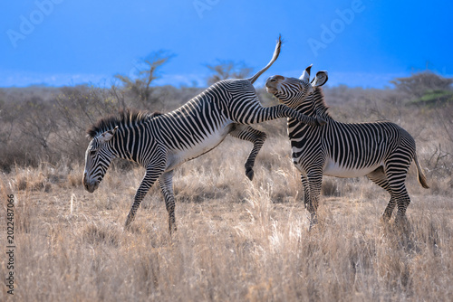 Photography Two endangered Grevy's zebra stallions (Equus grevyi) fighting and biting in the arid savanna of Samburu National Reserve, Kenya