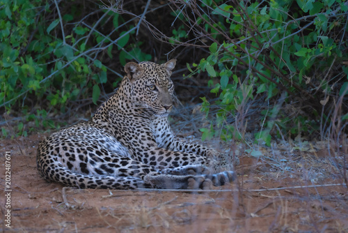 Foto Leopard (Panthera pardus) resting under a large acacia tree branch in the semi-arid wilderness of Samburu National Reserve, Kenya