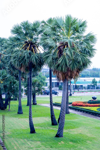 Top view of Asian Palmyra palm on the green field, focus selective