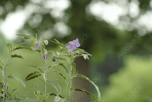 Photos Close-up of a blooming Silverleaf Nightshade plant in a natural Texas landscape