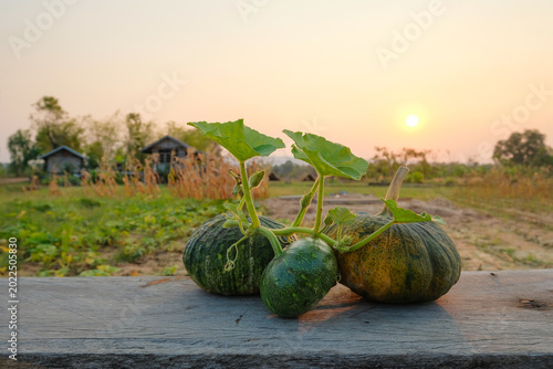 Fotografia Golden Hour Pumpkins: Captured at dusk, a trio of pumpkins basking in the warm glow, with farm in the distance