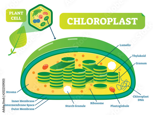 Obraz na płótnie Plant Chloroplast chemical biology illustration cross section diagram with membrane, stroma, lamella and other parts, transparent background