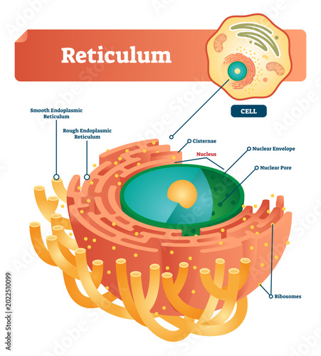 Photography Reticulum labeled illustration scheme, transparent background