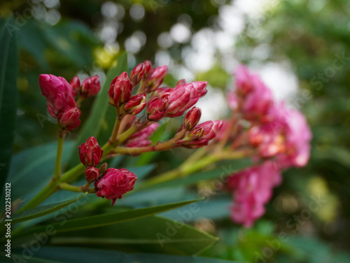 red and yellow flowers