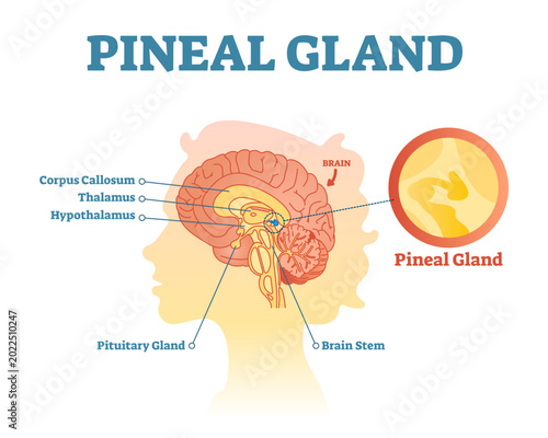 Foto Pineal gland anatomical cross section illustration diagram with human brains, transparent background