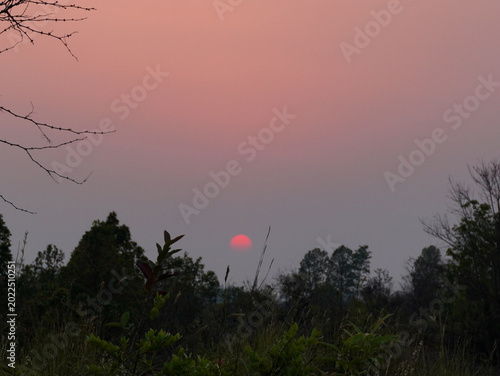 sunset in the forest