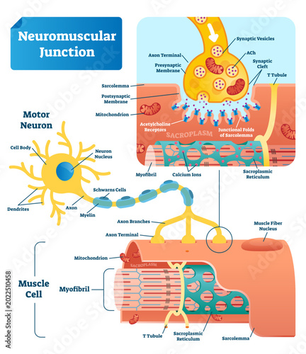 Photos Neuromuscular junction illustration scheme, transparent background