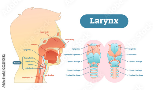 Foto Larynx anatomical illustration diagram, educational medical scheme with nasal cavity, larynx, trachea and esophagus, transparent background