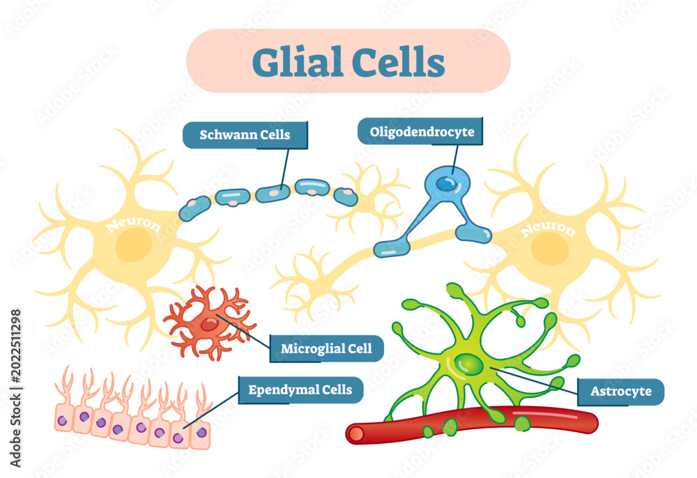 Obraz premium Neuroglia, also called glial cells or simply glia, are non-neuronal cells that maintain homeostasis, form myelin, and provide support and protection.