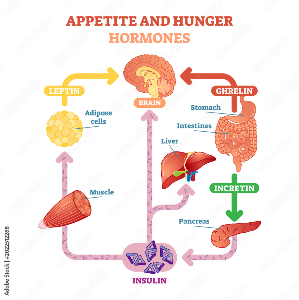 Ταπετσαρία Appetite and hunger hormones diagram illustration, graphic educational scheme, transparent background