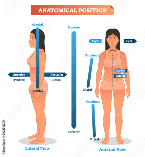 Vector illustration of anatomical positions, transparent background. Scheme of superior, inferior and proximal, distal locations, as well as medial, lateral and anterior, posterior sides.