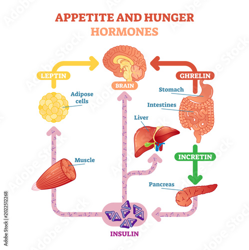Schilderij op canvas Appetite and hunger hormones diagram illustration, graphic educational scheme, transparent background