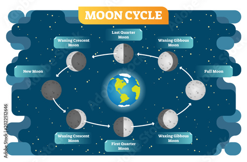 Obraz na plátně Moon cycle illustration diagram poster with all moon phases from new to full moon and waning, waxing, quarter stages, transparent background