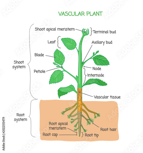 Foto Vascular plant biological structure diagram with labels, illustration drawing poster, educational scheme with shoot system, root system and other parts as nodes, leaves, buds and root