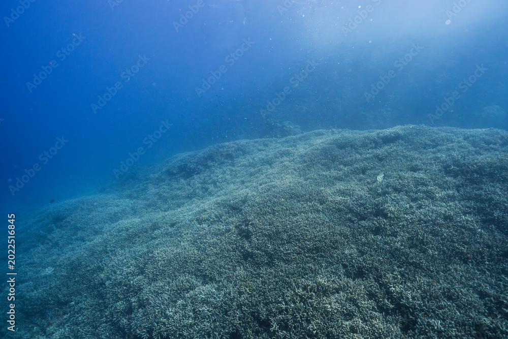 Fototapeta premium Peaceful Underwater Reef Scene with Marine Life