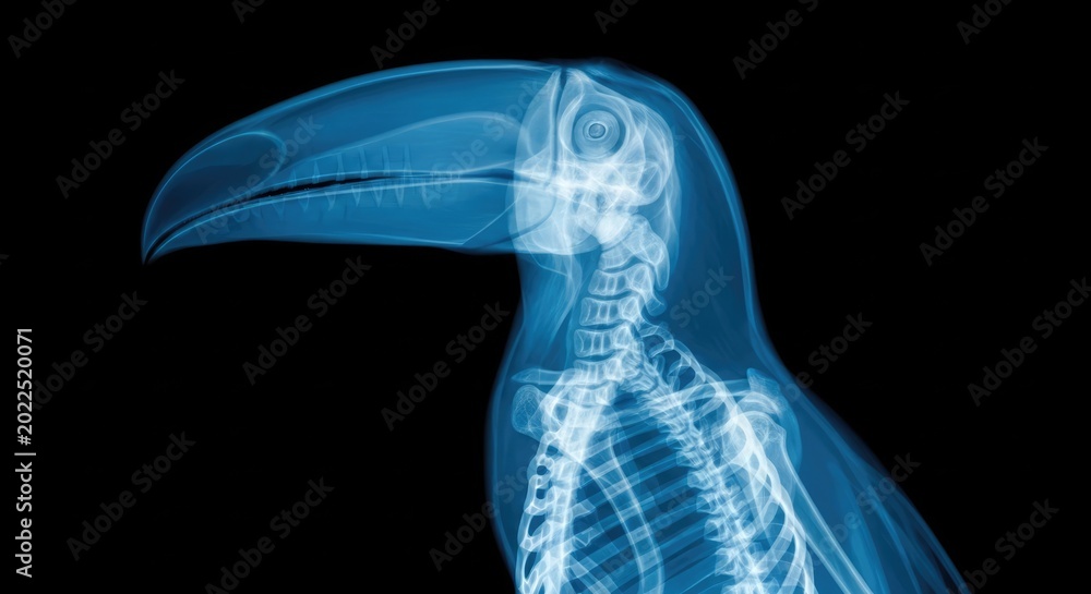 Fototapeta premium Blue Xray Toucan Skeleton Profile on Black Background
