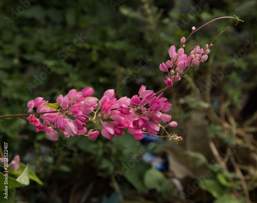 Cuadro en lienzo : Beautiful pink Coral Vine flowers, Antigonon leptopus blooming on a branch