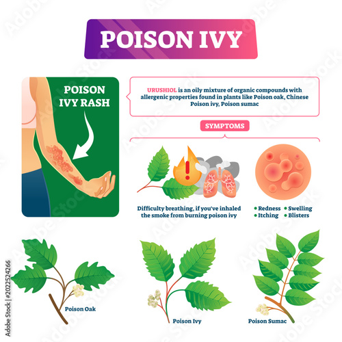 Schilderij op canvas Poison ivy illustration, transparent background