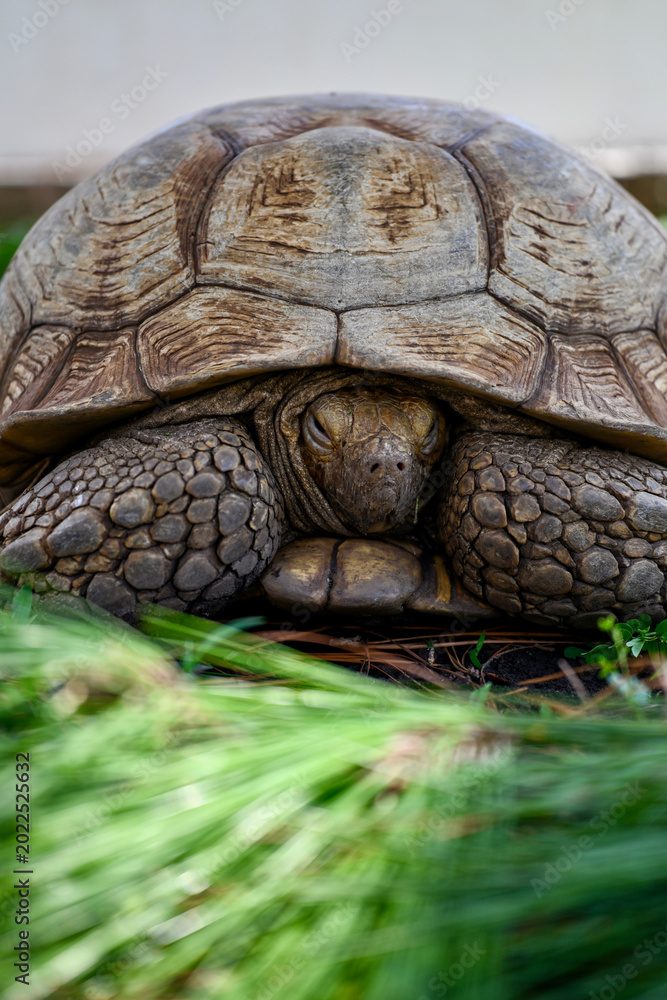 Fototapeta premium turtle on the grass