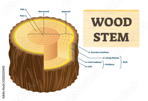 Cuadro en lienzo Wood stem illustration, transparent background