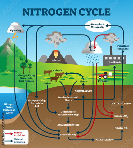 Foto Nitrogen cycle illustration, transparent background