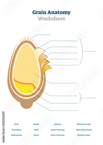 Cuadro en lienzo Grain anatomy worksheet illustration, transparent background