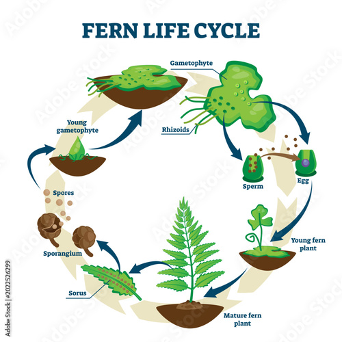 Vászonkép Fern life cycle illustration, transparent background