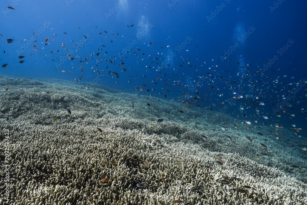 Fototapeta premium Underwater Nature Scene with Tropical Fish School