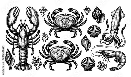 Photography Vintage sketch style sea animals vector set with lobster crab squid shrimp and s