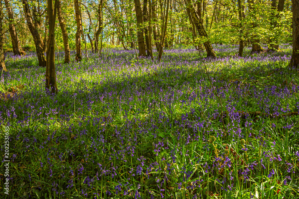 Fototapeta premium Carpet of Bluebells at Plessey Woods, part of the Country Park situated midway between Cramlington and Bedlington in Northumberland, consisting of Woodland, Meadows and Riverside areas