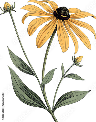 A light and yellow Sunflower vector illustration