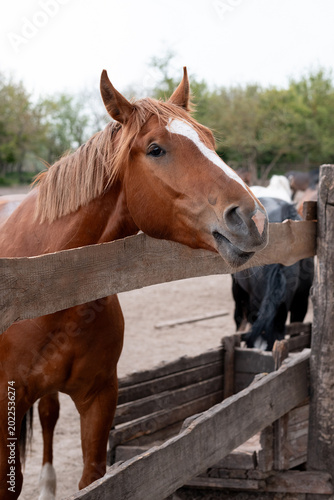 Εκτύπωση καμβά horse in the paddock, Outdoors