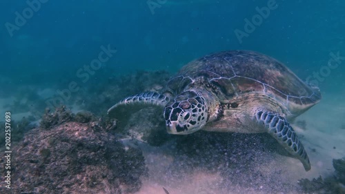 Wild sea turtle eating seagrass underwater on a secret Sri Lankan reef