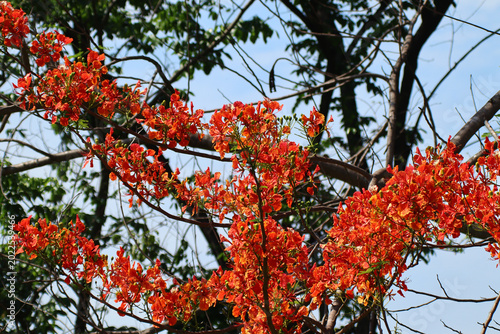 Red Flamboyant flower