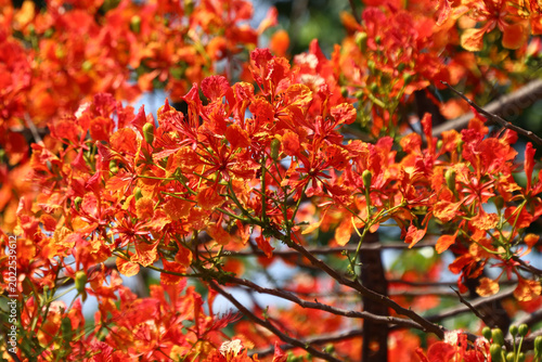Red Flamboyant flower