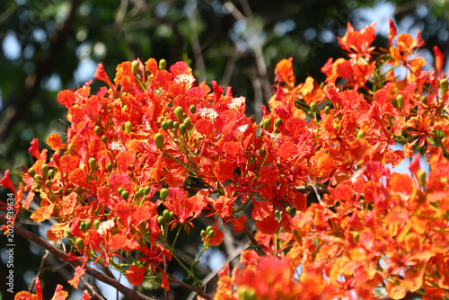 Red Flamboyant flower