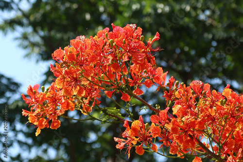 Red Flamboyant flower