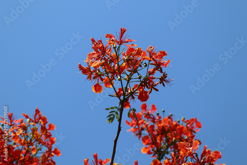 Red Flamboyant flower